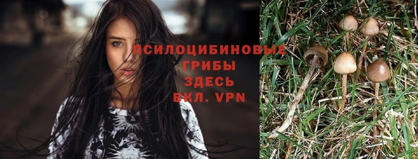 ГАЛЛЮЦИНОГЕННЫЕ ГРИБЫ Новозыбков